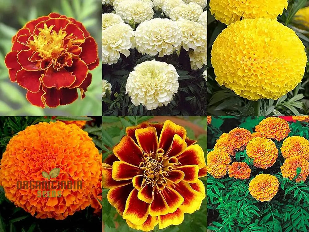 6 Variety Marigold (Gainda) Flower Seeds For Planting Comprehensive Guide To Growing A Colorful