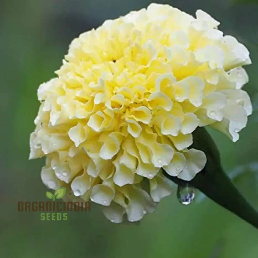 6 Variety Marigold (Gainda) Flower Seeds For Planting Comprehensive Guide To Growing A Colorful