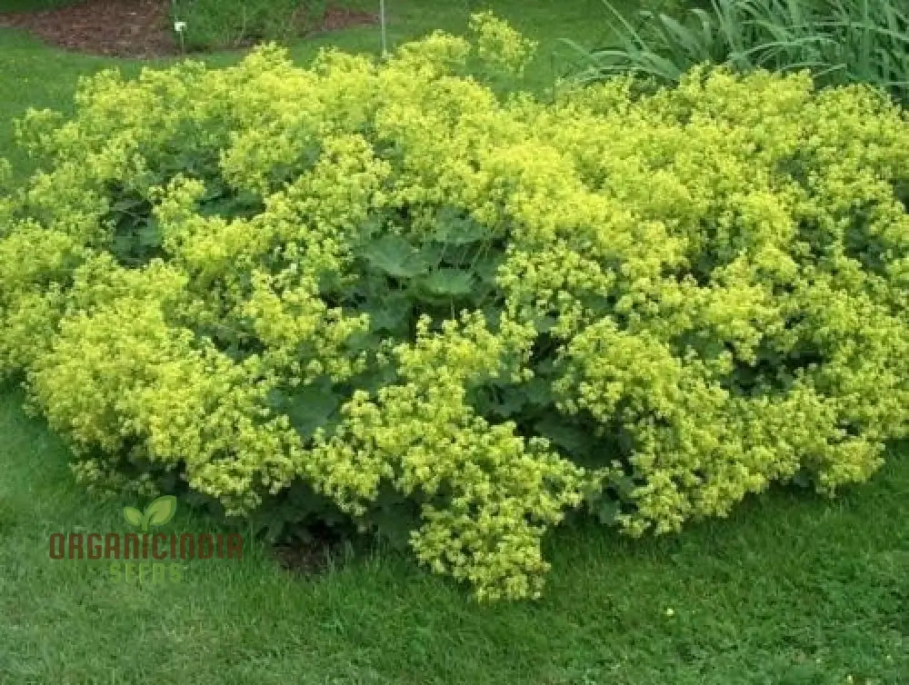 60 Green Alchemilla Mollis Plant Seeds 60Pcs Seed Pack