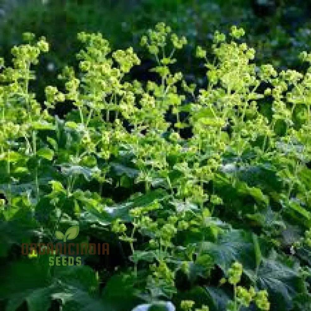 60 Green Alchemilla Mollis Plant Seeds 60Pcs Seed Pack