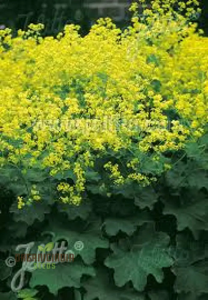 60 Green Alchemilla Mollis Plant Seeds 60Pcs Seed Pack