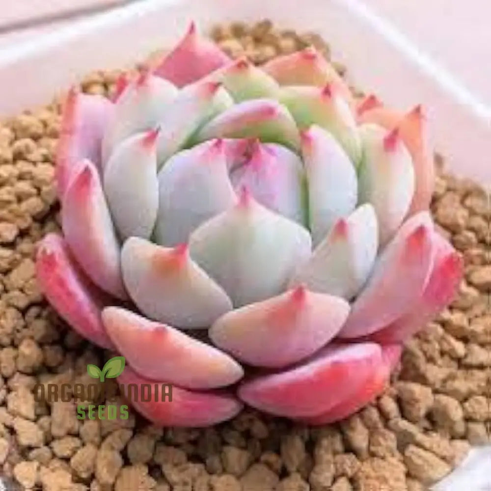 60 Lit Hops Pseudotruncatella Succulent Plant Seeds