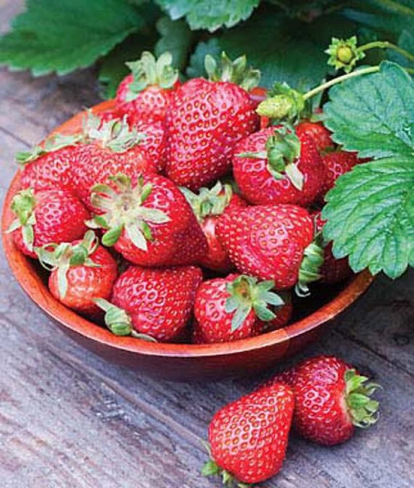 Seascape Strawberry Seeds for Planting – Everbearing, Sweet & Juicy Berries