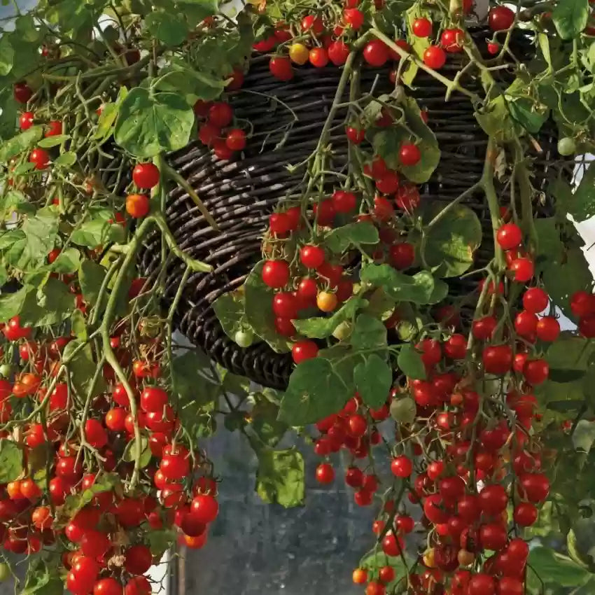 Cherry Tomato Rapunzel Seeds - Grow Abundant and Sweet Rapunzel Tomatoes