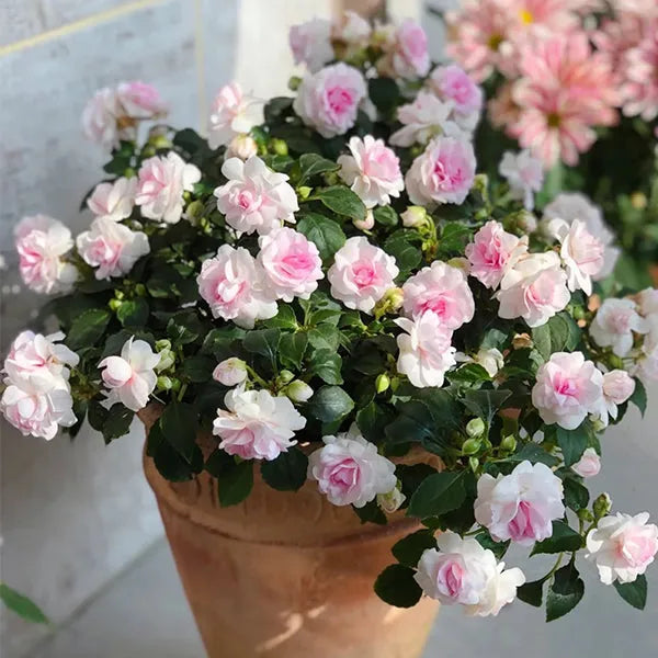 Double Camellia Impatiens Seeds for Planting - 100 pcs - Flower seeds