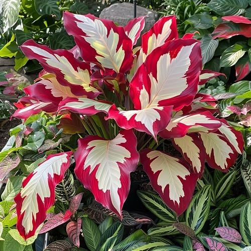 Hosta Plant Seeds - White & Red Varieties | Rare Shade-Loving Perennial Seeds for Lush Foliage Gardens