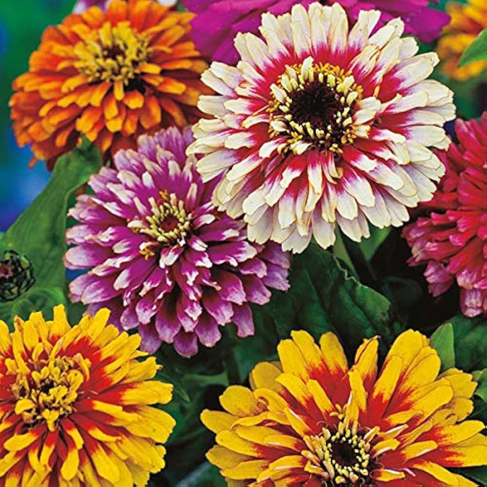 "Rare Variety Heat Tolerant Zinnia Seeds, Planting - 100 pcs" - Flower seeds