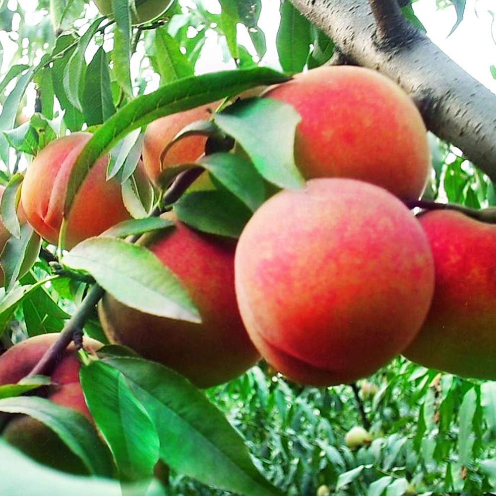 Dwarf Peach Fruit Tree Seeds for Indoor/Outdoor Planting – 10