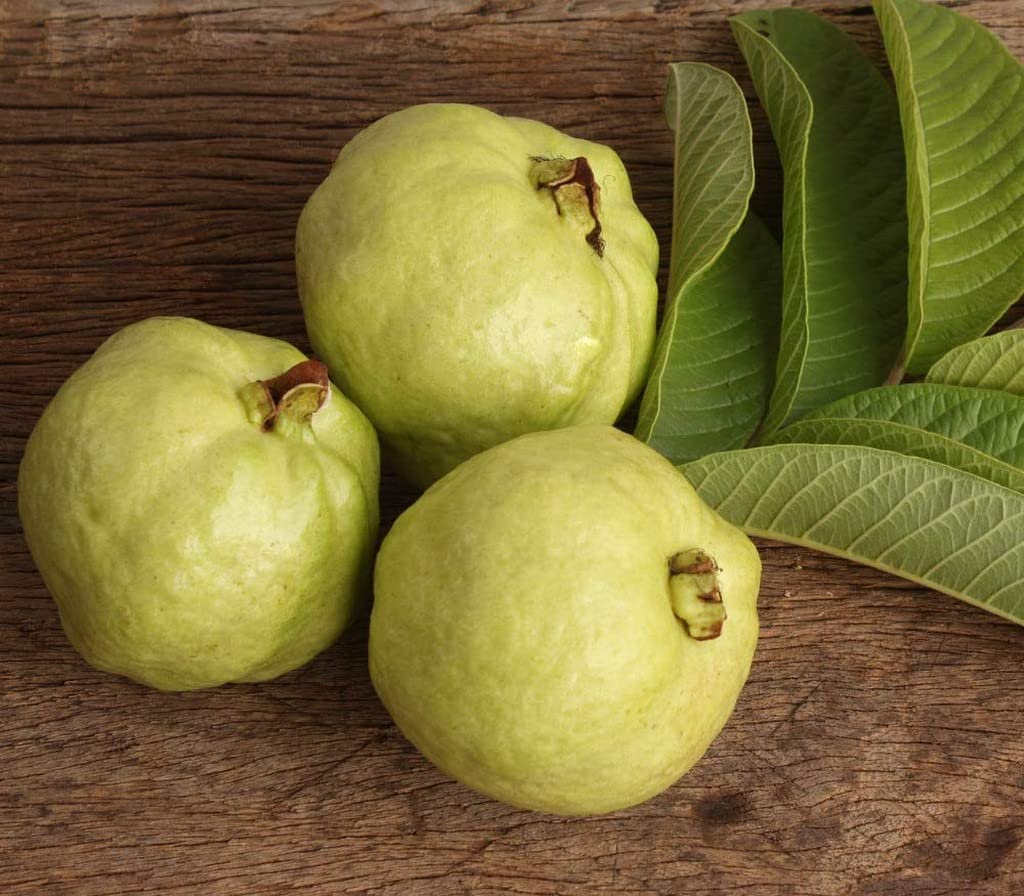 Lucknow 49 (L-49) Guava Seeds – High-Yield Tropical Fruit for Planting