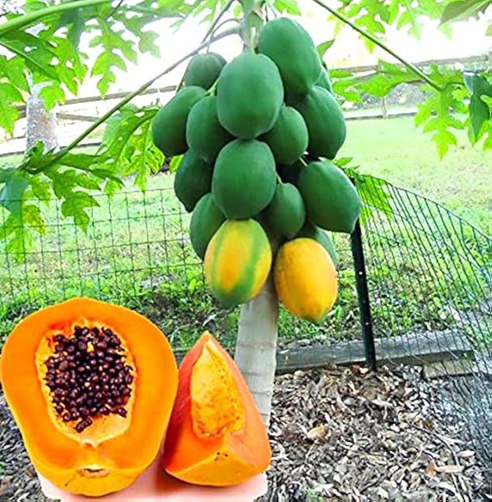 Pusa Dwarf Papaya Seeds for Planting – Compact, High-Yield Variety