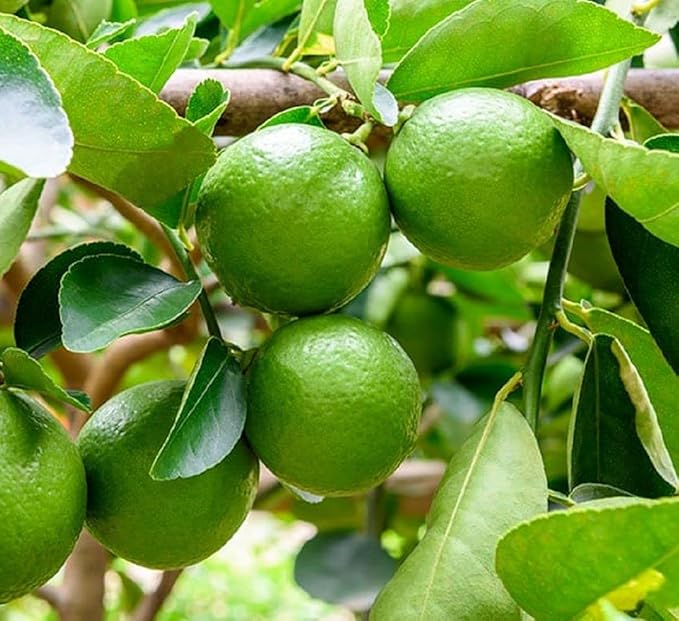 Lime Tree Seeds (Citrus aurantifolia) Packet of 5 Seeds | Grow Your Own Fresh Limes | Tropical Fruit Tree for Home Garden