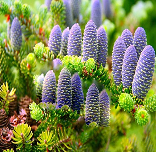 Abies Koreana Seeds, Cultivate Your Own Korean Fir Oasis