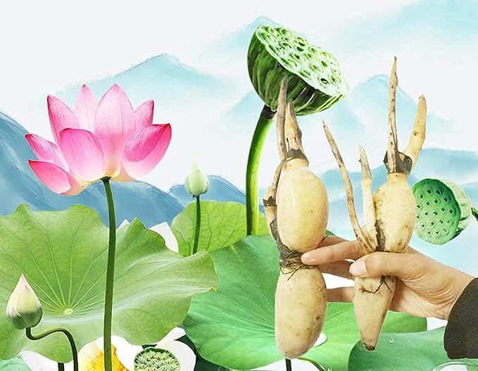 Lotus Root Seeds for Planting – Edible Plant, Grow Beautiful Lotus Flowers & Roots for Home Garden, Organic Healthy Vegetable Seeds