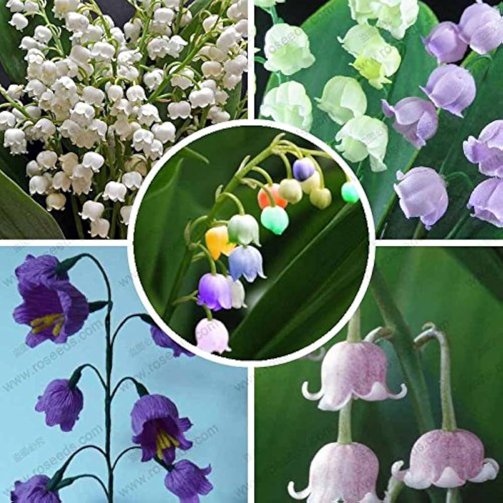 "Bag Bell Orchid Flower Seeds, Planting - 100 pcs" - Flower seeds