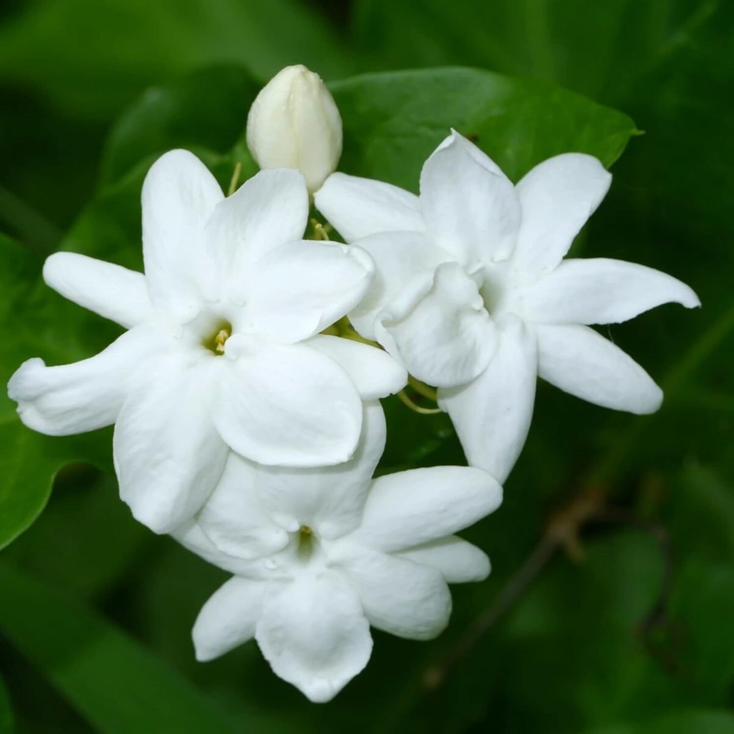 Jasminum Sambac Seeds - Arabian Jasmine, Fragrant Broadleaf Evergreen for Patio Borders & Outdoor Gardens, Low Maintenance - 20Pcs Flower Seeds