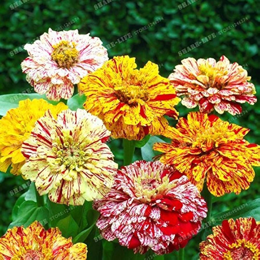 "Rare Variety Heat Tolerant Zinnia Seeds, Planting - 100 pcs" - Flower seeds