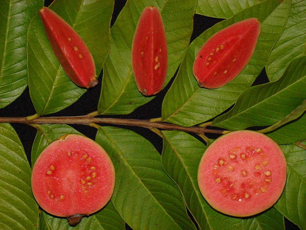 Taiwan Pink (Ruby Supreme) Guava Seeds – Sweet & Juicy Tropical Fruit for Planting