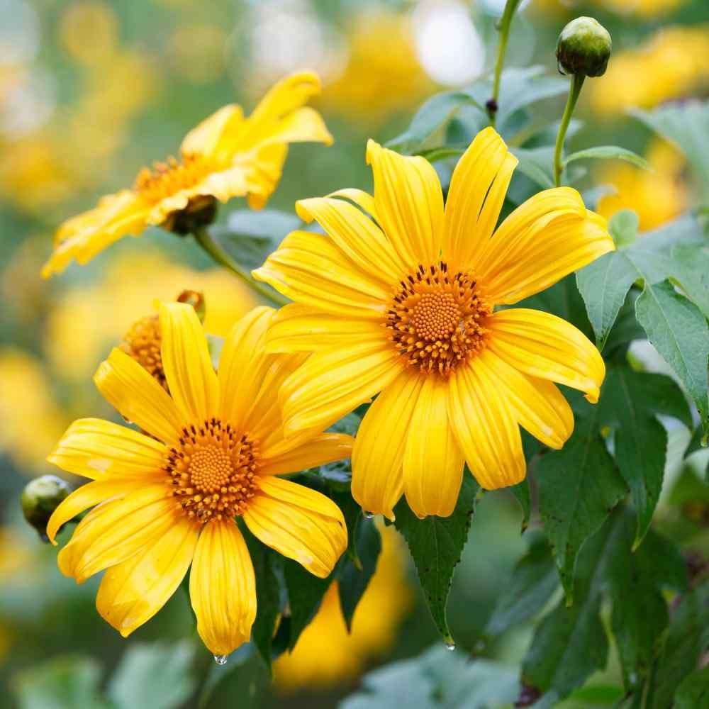 Yellow Mexican Sunflower Seeds | Tithonia Diversifolia | Perennial Flower Seeds to Attract Bees & Butterflies | Ideal for Ornamental Gardens, Beds, Patios | 125 Pcs