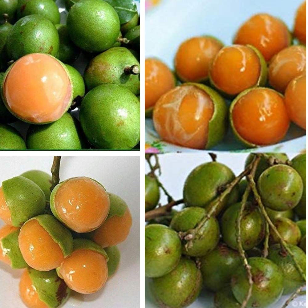 "Lemon Sweet Spanish Lime Seeds, Planting - 100 pcs" - Fruit Seeds