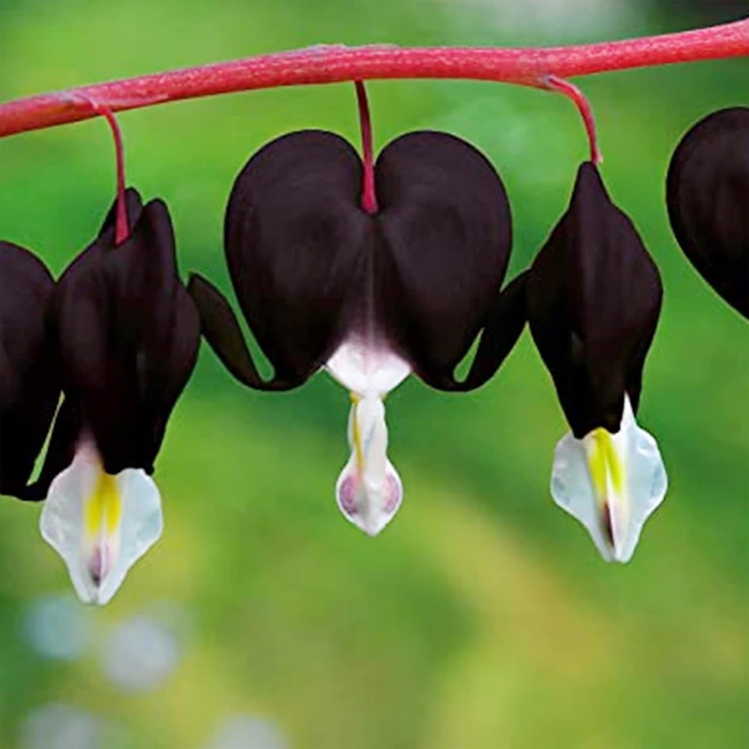 Graines de cœur saignant noir - Fleurs coupées vivaces, résistantes aux cerfs et aux lapins, attire les papillons, idéales pour les plates-bandes et les bordures - 10 pièces