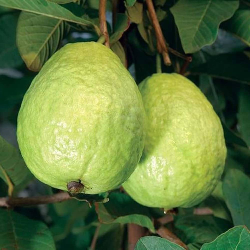 Lucknow 49 (L-49) Guava Seeds – High-Yield Tropical Fruit for Planting