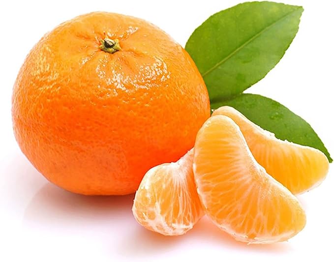 Graines de mandarine à planter – Citrus Reticulata, à feuilles persistantes, parfumées, jus sucré, sans OGM, idéales pour le jardin