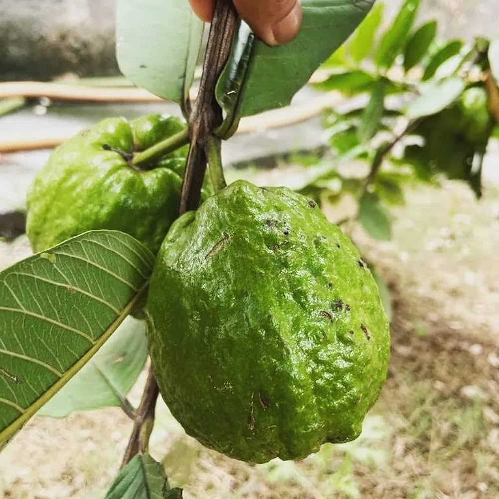 Chittidar Guava Seeds – Premium Speckled Guava for Planting