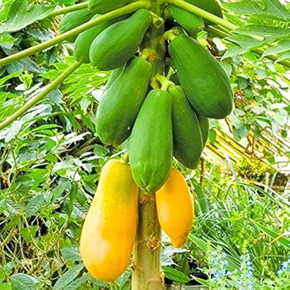 Pusa Delicious Papaya Seeds for Planting – Sweet & Juicy Tropical Fruit