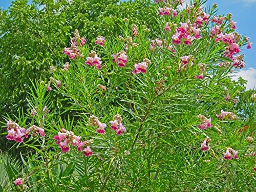 Desert Willow Chilopsis Linearis Tree/Shrub Seeds (30 Pieces)