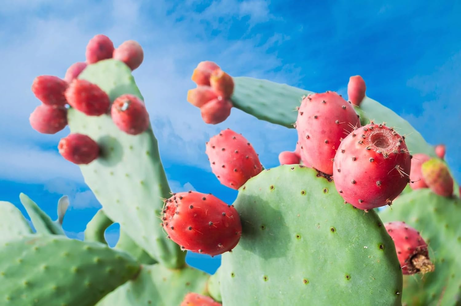 20 graines de figue de Barbarie de cactus rouge | Opuntia Ficus Indica Indian Fig Sabras Fruit | Graines de cactus comestibles uniques