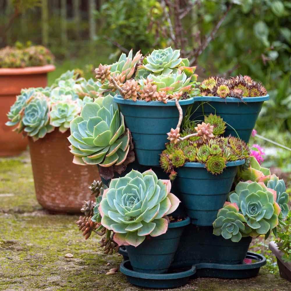 Mélange de graines succulentes pour poules et poussins, graines de fleurs pour bonsaï, pour jardin domestique - 200 pièces