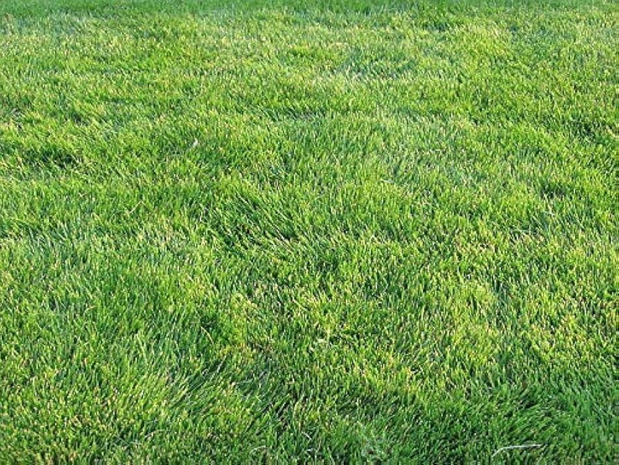 Emerald Zoysia Grass Seeds - 1/8 lb (Approx. 1,200 Seeds)