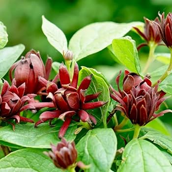 Eastern Sweetshrub/Carolina Allspice/Sweet Betsy Calycanthus Floridus Seeds, 100 Pieces