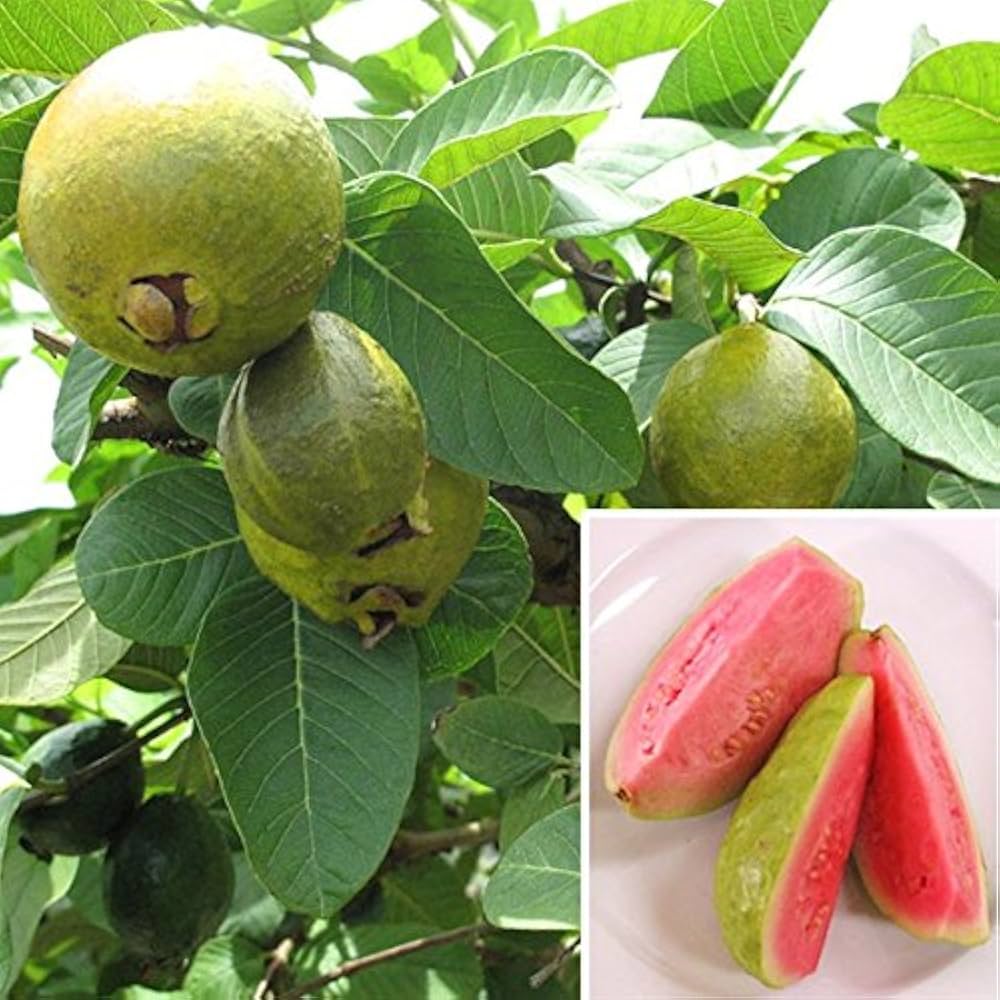 Taiwan Pink (Ruby Supreme) Guava Seeds – Sweet & Juicy Tropical Fruit for Planting