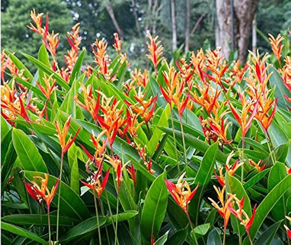 "Heliconia Wagneriana Plant Seeds for Planting - 100 pcs" - Plant Seeds