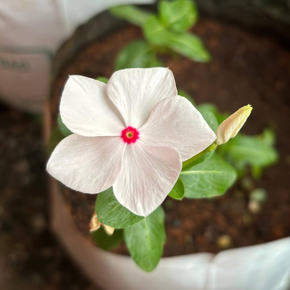 Vinca Periwinkle Flower Seeds, Planting - 100 pcs - Flower seeds