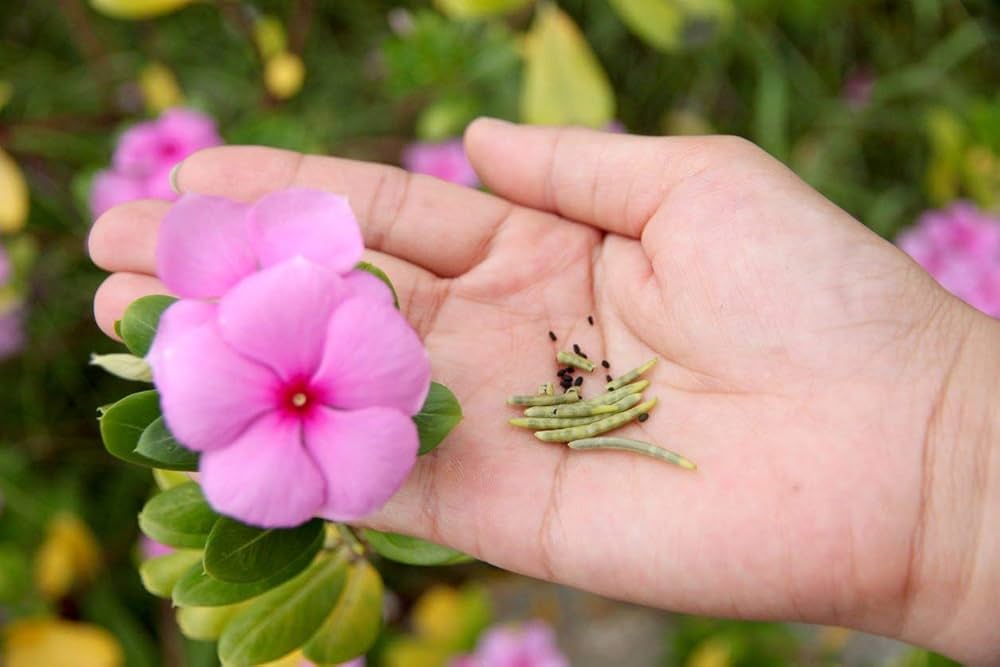 Vinca Periwinkle Flower Seeds, Planting - 100 pcs - Flower seeds