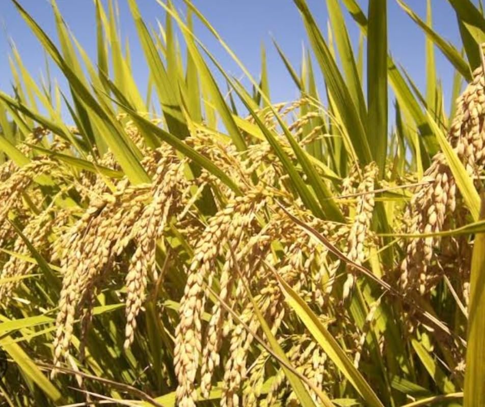 Graines de riz au jasmin brun, graines de légumes à planter