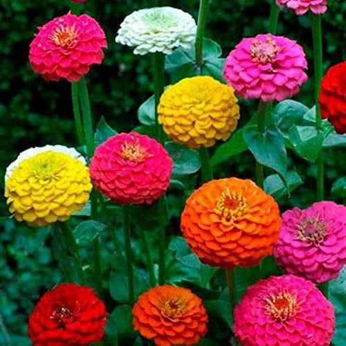 "Rare Variety Heat Tolerant Zinnia Seeds, Planting - 100 pcs" - Flower seeds