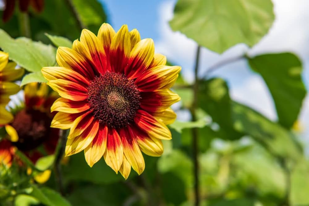 Yellow with Red Rings Sunflower Seeds – Striking Bicolor Blooms for Gardens