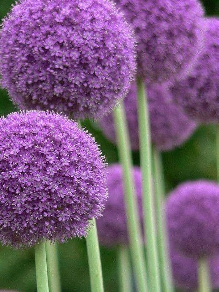 Giant Purple Allium Giganteum Seeds - Organic Ornamental Onion Perennial Flower - Non-GMO Beautiful Garden Plant Seeds - 50Pcs