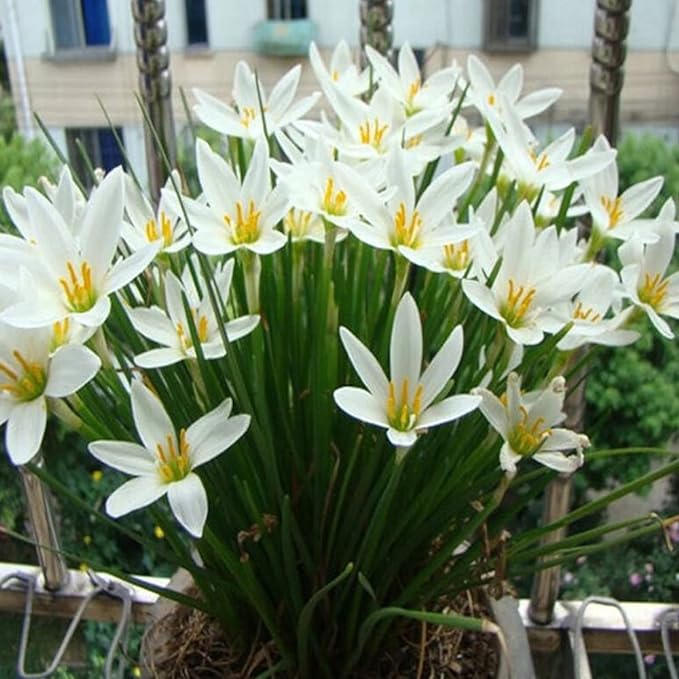 White snowdrops flower seeds for Planting, Now Spring Flowering Bulbs Double Single Collection