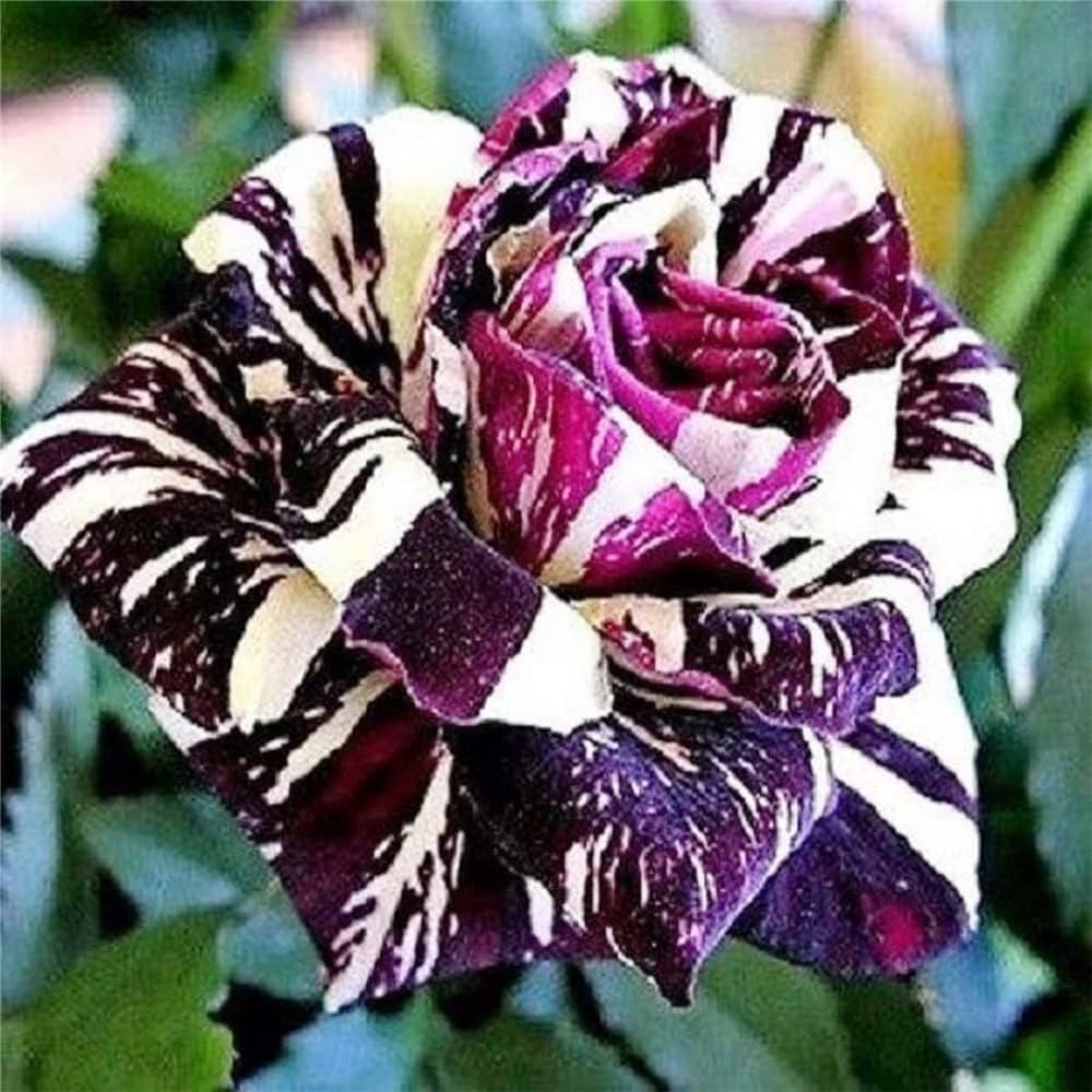 Black Dragon Rose Bush Seeds | 20 Rare Flower Seeds | Unique Dark Blooms for Garden, Borders & Containers