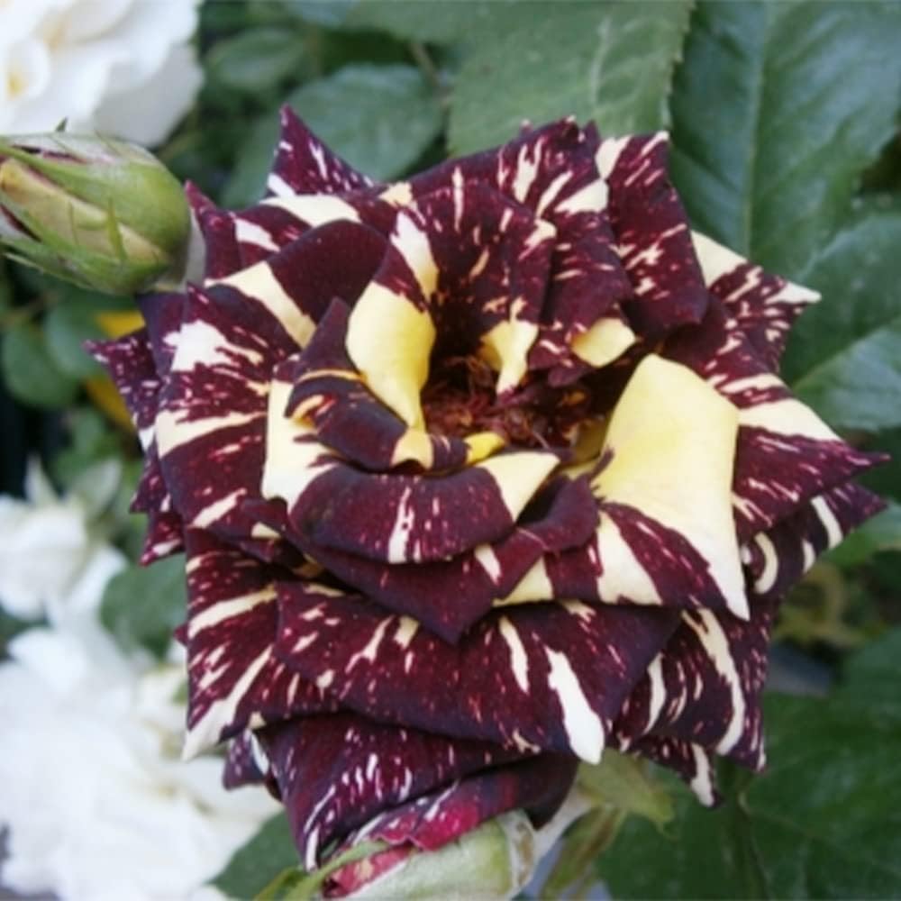 Black Dragon Rose Bush Seeds | 20 Rare Flower Seeds | Unique Dark Blooms for Garden, Borders & Containers