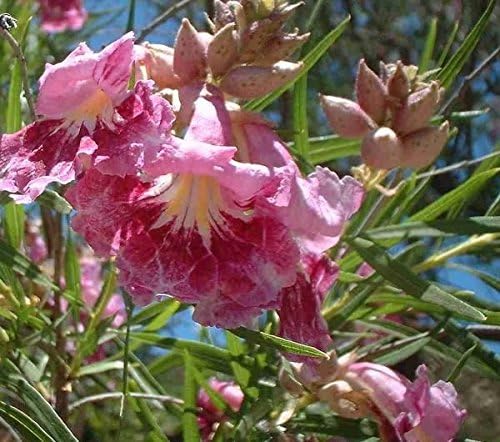 Desert Willow Chilopsis Linearis Tree/Shrub Seeds (30 Pieces)