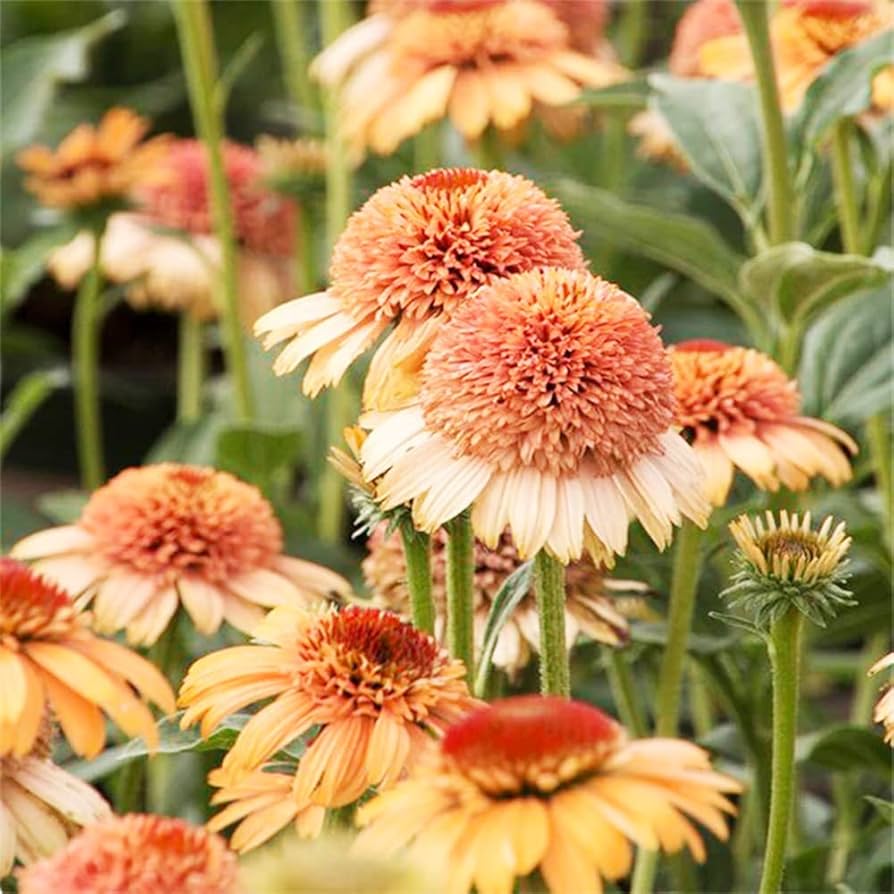 Echinacea 'Supreme Cantaloupe' Flower Seeds | Orange Coneflower Seeds for Planting