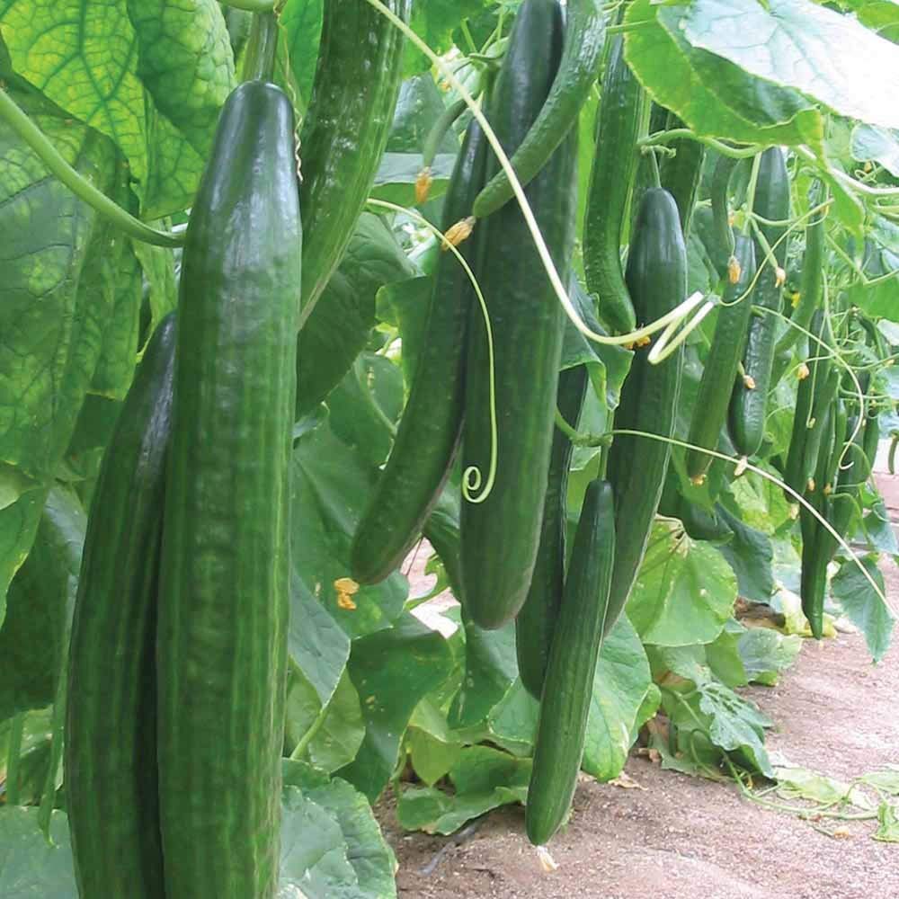 Unleash the Green Dragon Cucumber Seeds for Curcumas Sativus, Transforming Your Garden with Lush Greenery