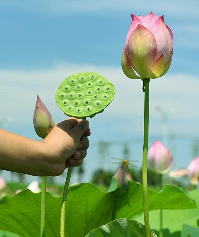 Lotus Root Seeds for Planting – Edible Plant, Grow Beautiful Lotus Flowers & Roots for Home Garden, Organic Healthy Vegetable Seeds