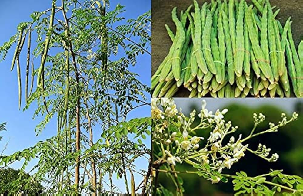 Moringa Seeds Organic PKM1 Variety - Large Size Malunggay, Shobhanjana, Miracle Tree, Drumstick Tree | Non-GMO 50 pcs