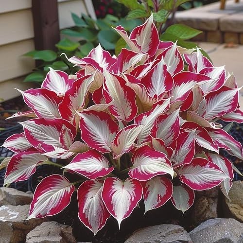 Hosta Plant Seeds - White & Red Varieties | Rare Shade-Loving Perennial Seeds for Lush Foliage Gardens